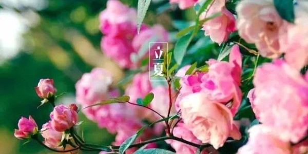 今日（rì）立夏丨（shù）春藏夏長，願你生如夏花，熱烈絢爛,一路芬（fēn）芳！