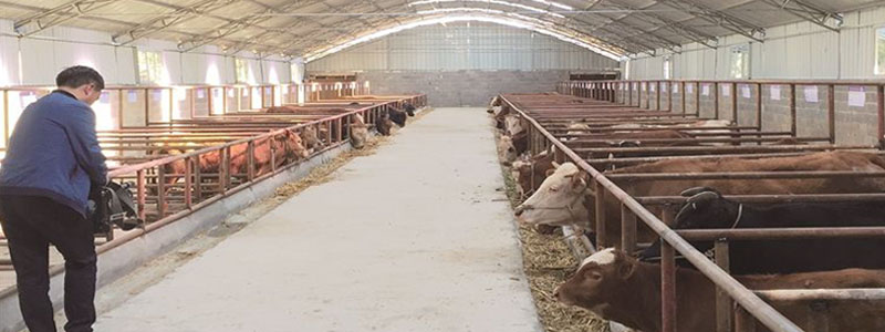 養殖（zhí）畜（chù）牧行業通風降溫